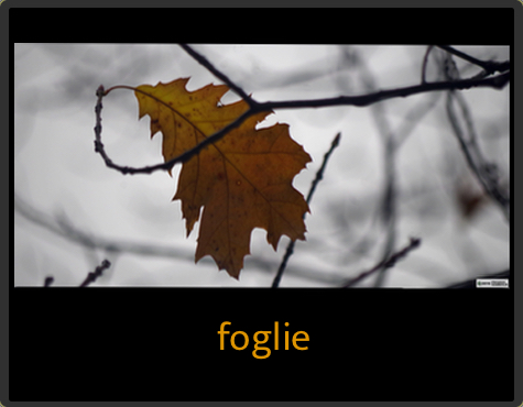 Foglie