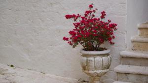 MateraPuglia_2019_00041